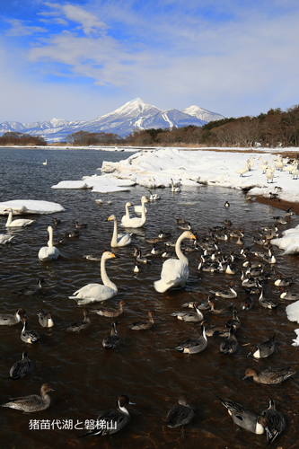 1-猪苗代湖と磐梯山と白鳥.jpg