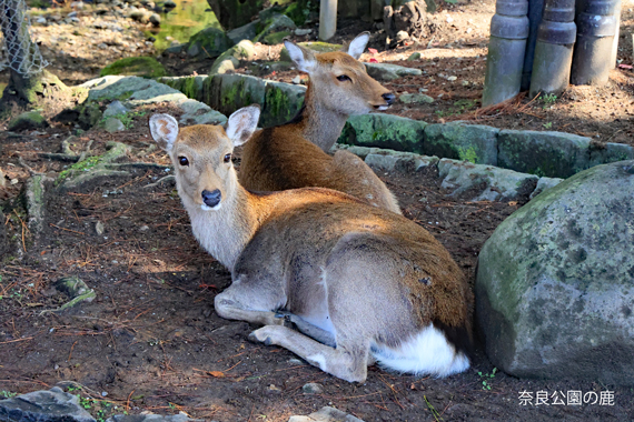 16-奈良公園の鹿.jpg