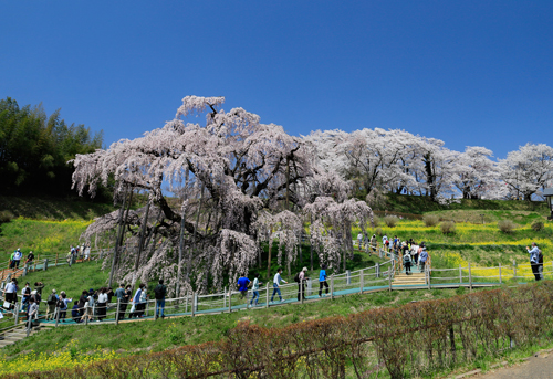 2-滝桜.jpg