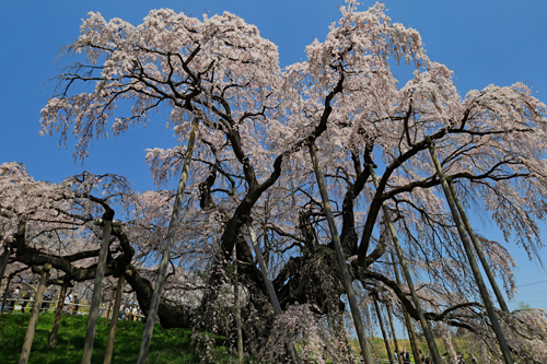 4-滝桜.jpg