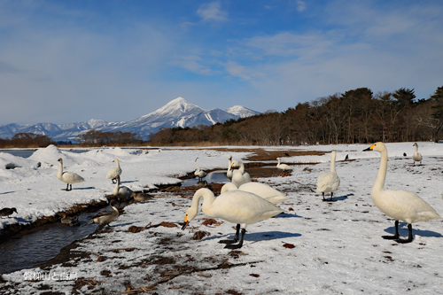 4-磐梯山と白鳥.jpg