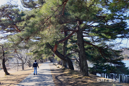 5-松林と遊歩道.jpg