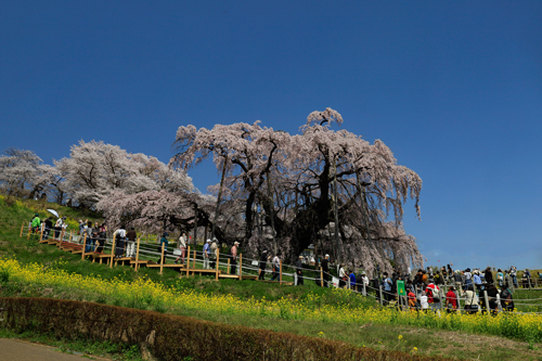 5-滝桜.jpg