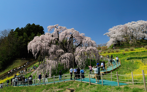 6-滝桜.jpg