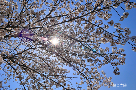 8-桜と太陽.jpg